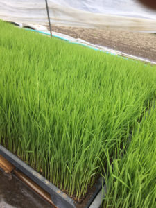 薩摩川内産のコシヒカリの苗床がすくすくと育っています
