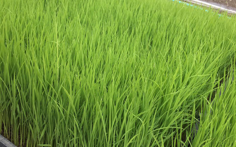 薩摩川内産のコシヒカリの苗床がすくすくと育っています