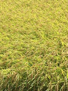 鹿児島のコシヒカリの特徴。米粒は、ややしっかりめのコシと控えめな粘りがあり、ほどよい甘さ、全体の印象として瑞々しくしゃっきり感があります。